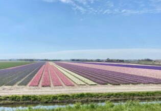 zilt7-tulips-4